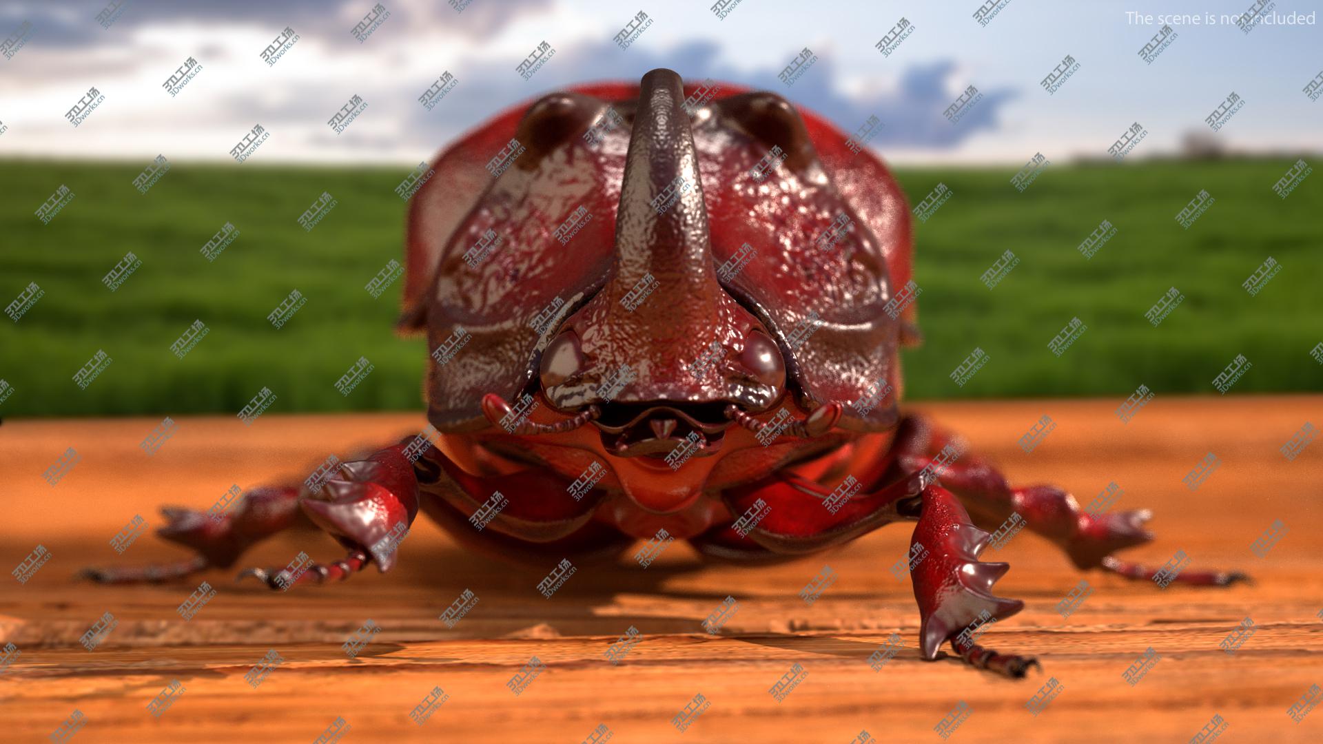 images/goods_img/202104023/Oryctes Nasicornis Rhinoceros Beetle Standing 3D model/5.jpg